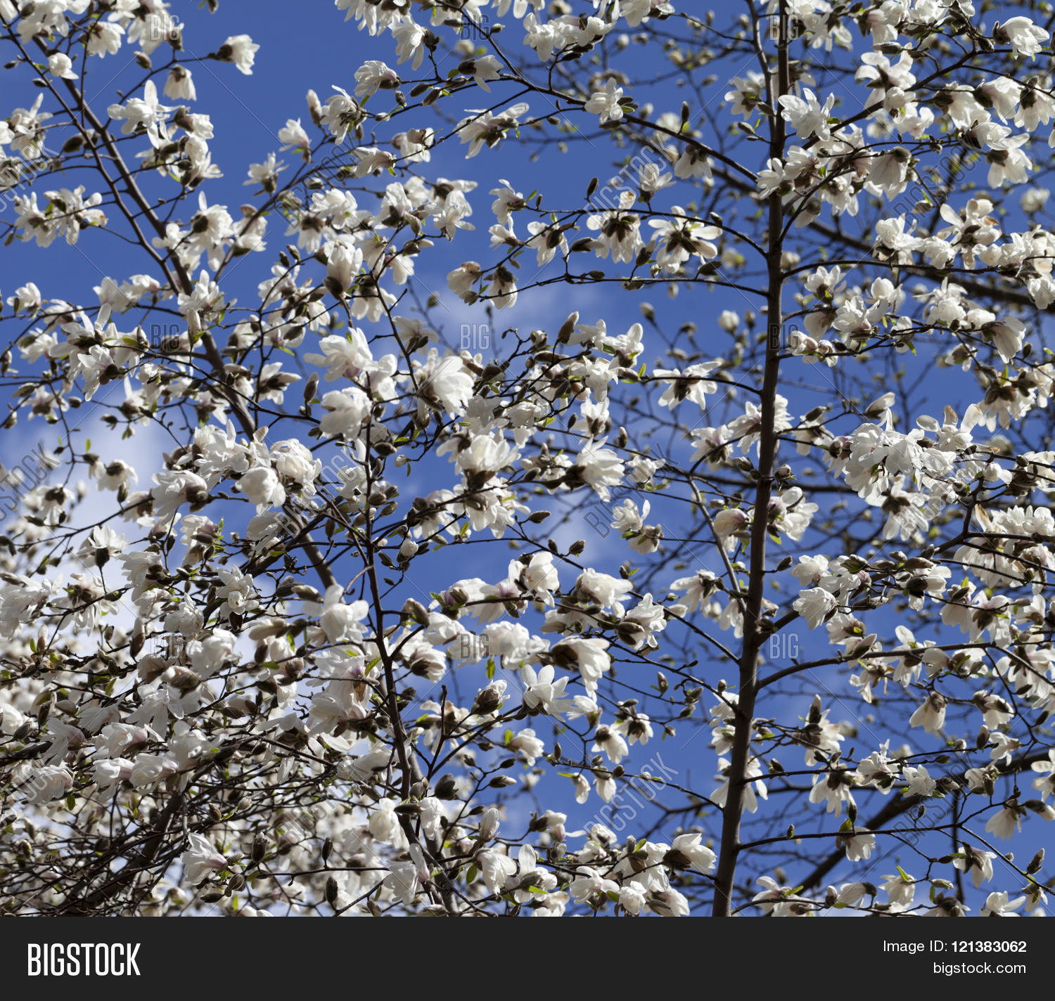Image Preview