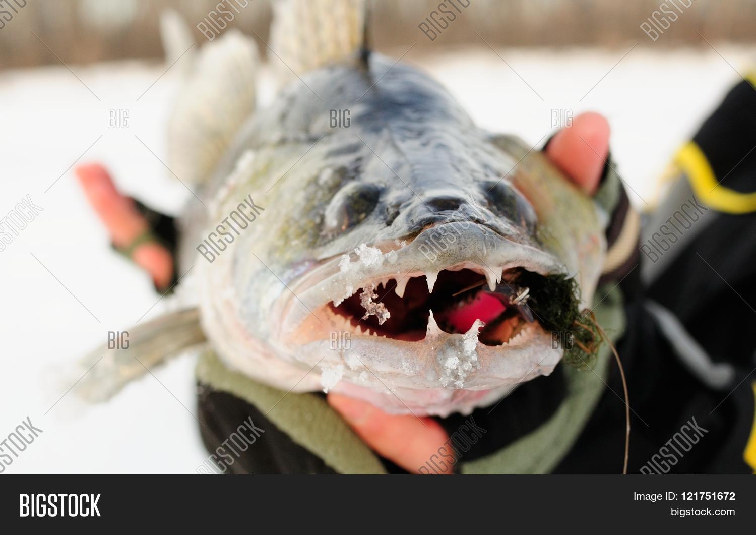 Walleye Fishing Image Photo Free Trial Bigstock