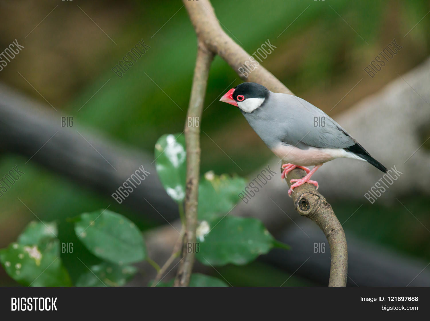 Image Preview