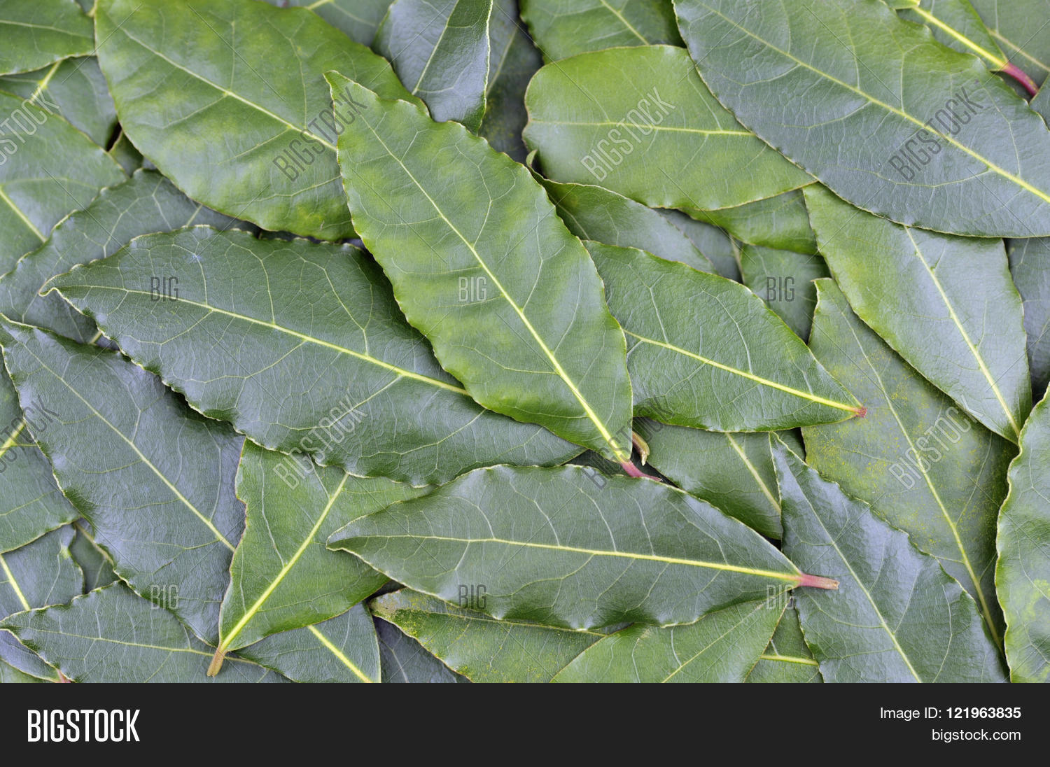 Whole Fresh Picked Bay Image & Photo (Free Trial) Bigstock