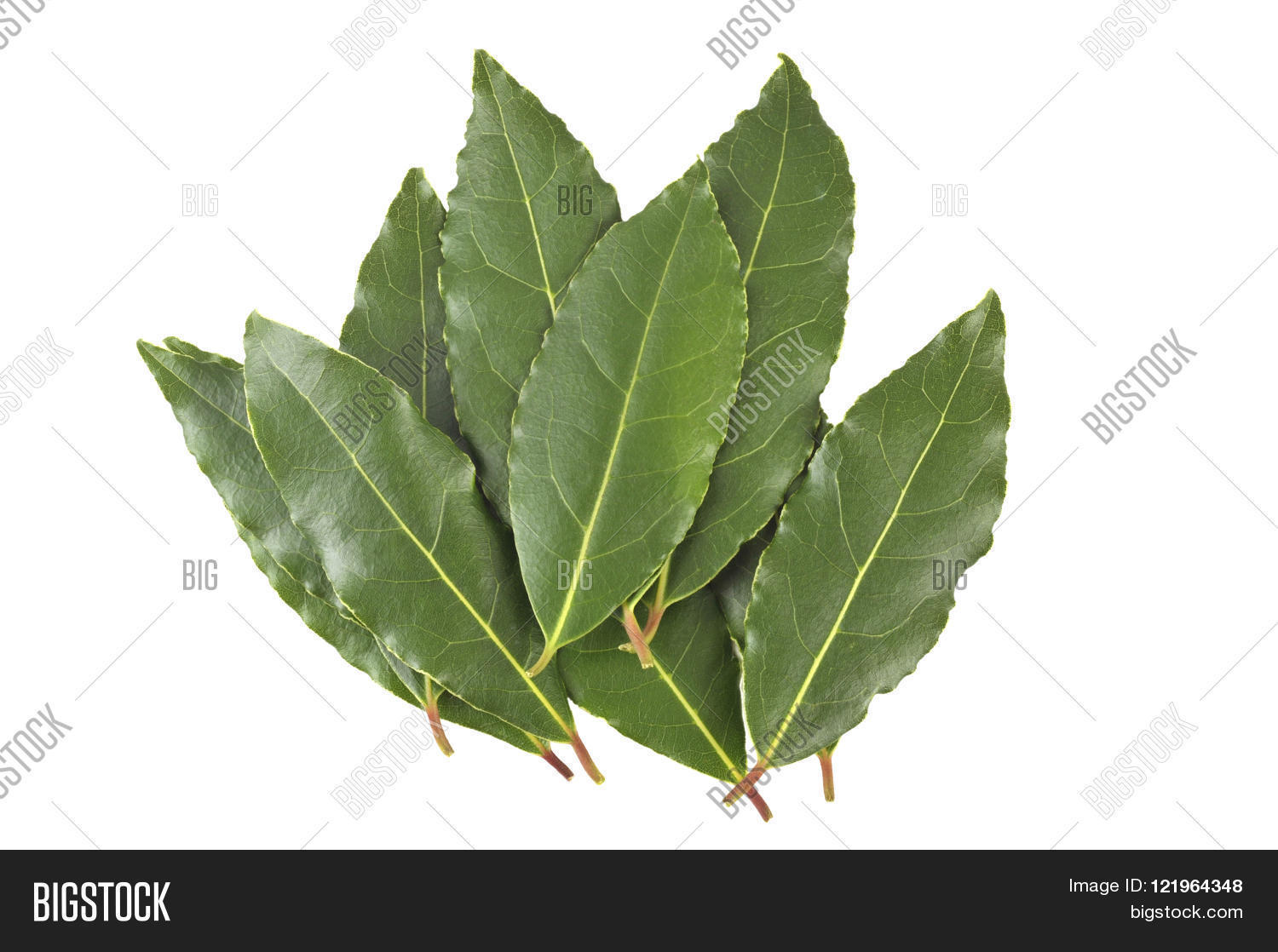 Whole Fresh Picked Bay Image & Photo (Free Trial) Bigstock