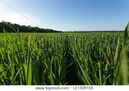 Green wheat field