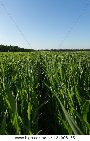 Young green wheat field before sunset, below