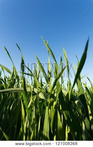 Green wheat field
