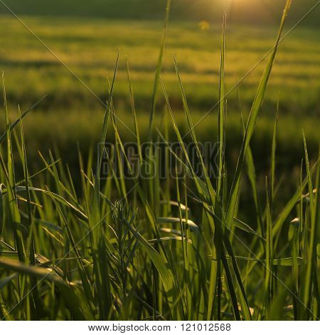 Meadow grass against the sun at sunset next to wheat field
** Note: Shallow depth of field