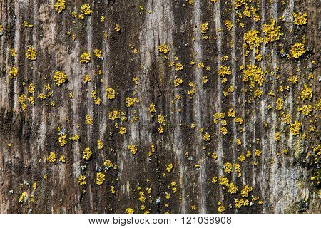 Old Wooden Board With Patches Of Yellow Lichen.