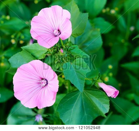 Garden bindweed. Pink Bindweeds in a field. Horizontal shot with selective focus
