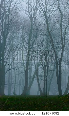 Beautiful Mystery Forest With Fog And Green Moss On The Ground