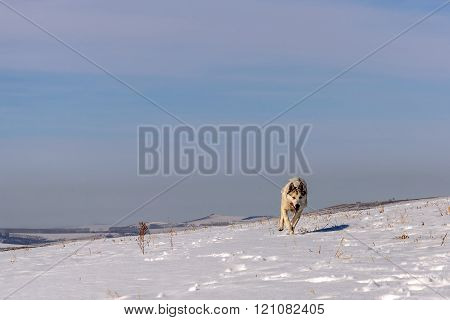 Dog Mountain Snow Winter Run