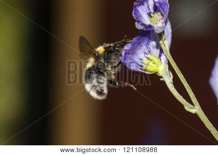 bumble bee