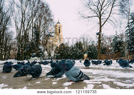 Peter and Paul Cathedral in Gomel, Belarus. Winter season