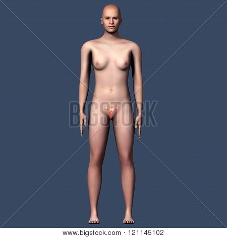 The vulva consists of the external genital organs of the female mammal.