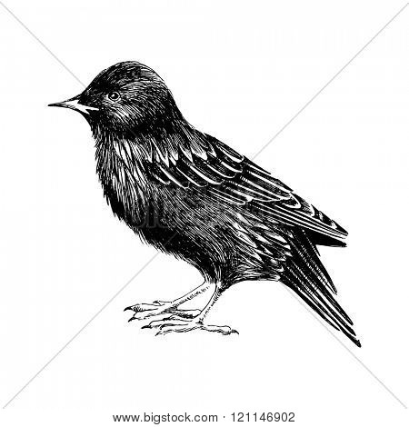 hand drawn black and white starling