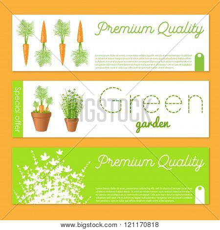 Set Of Vector Banners With Carrots.gift Banner Sand Cards With Fresh Greens And Carrot. Stock Vector