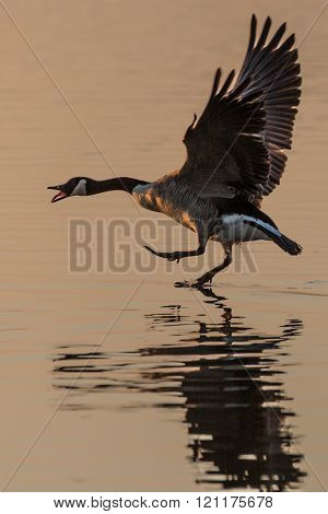 Canada Goose (Branta canadensis) walking on water, squawking and with wings stretched, in the glow o