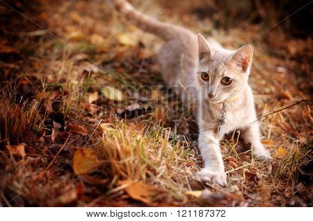 ginger kitten lying on grass in autumn park