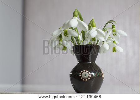 Snowdrops In Vase