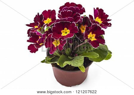 Primroses, Primula Polyanthus