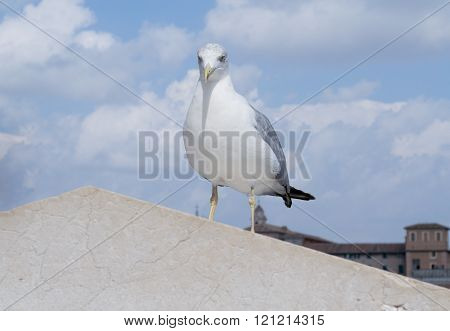 Inspirational image of european herring gull (Larus argentatus) looking right ahead with european city in the background
