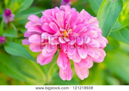 Pink Cosmos Flower In Chiangmai Thailand