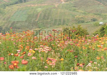 Straw Flower Or Everlasting