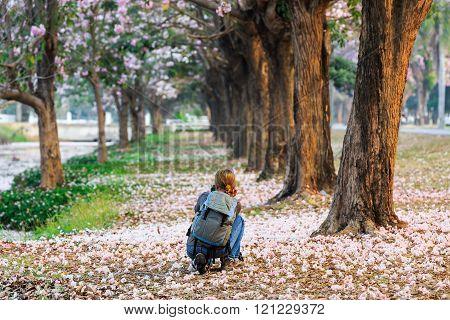 Tourist woman take the picture of blooming Pink Trumpet (Tabebuia rosea) trees at Kamphaeng Saen, Nakhon Pathom province, Thailand