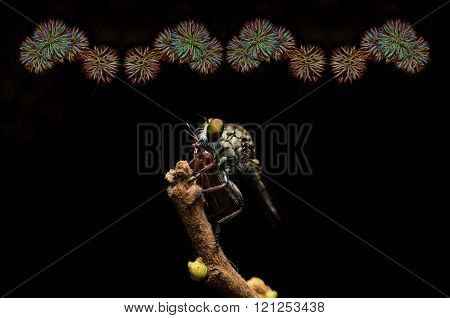 Close up Robberfly (Asilidae)