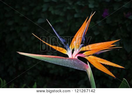 Bird of Paradise flower.