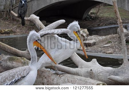 Pelican Bird Animal