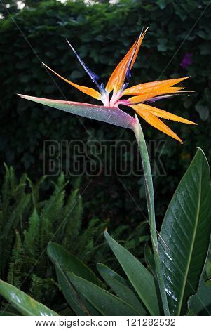 Bird of Paradise plant.