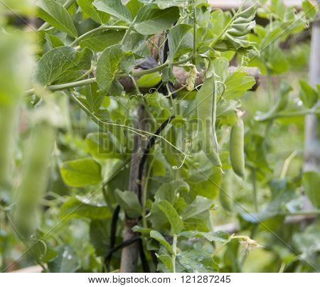 Plant vegetable Pea Green. Axarquia, Malaga, Andalusia.