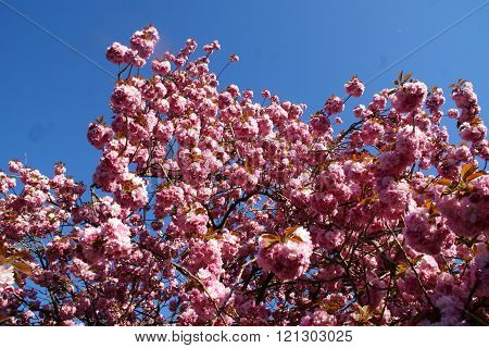 Uniqe fenomen -- cherry blossom in Uzhgorod, Ukraine