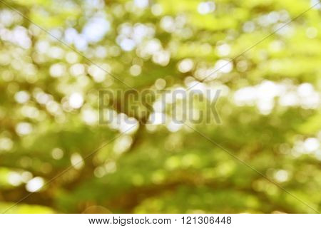 Abtrack Bokeh blur from natural tree
