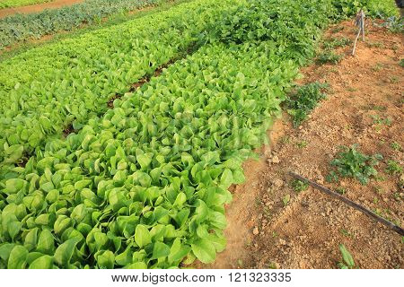 variety vegetable plants in growth at vegetable garden