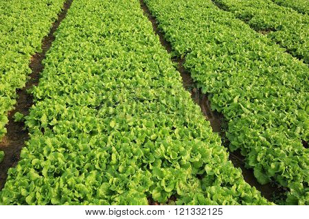 green lettuce crops in growth at vegetable garden