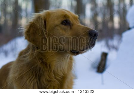 Golden Retriever 1