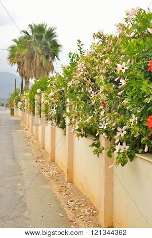 Flowering bushes and fence in Crete Greece.
