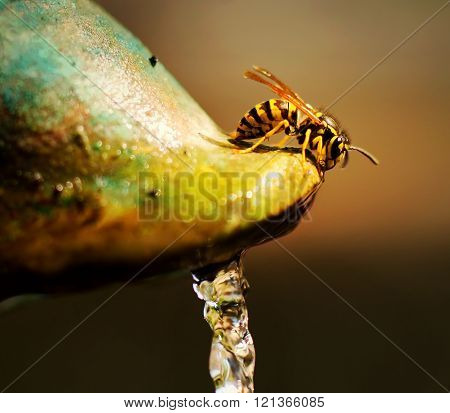 Wasp Drinking Cold Water