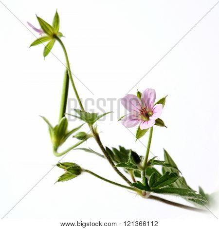 Geranium, Crane's Bill