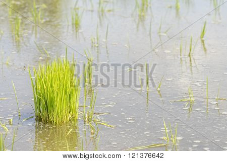 Paddy sprouts prepare for transplantation on paddy field.