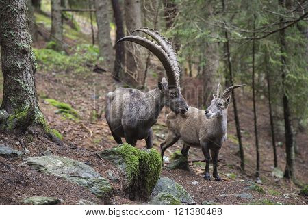 Male And Female Alpine Ibex