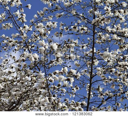 Spring blooming magnolia in sun day. Nature background.