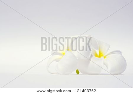 White Plumeria Flower Isolated On White Background