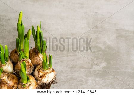 Daffodil Flower Bulbs View From Above