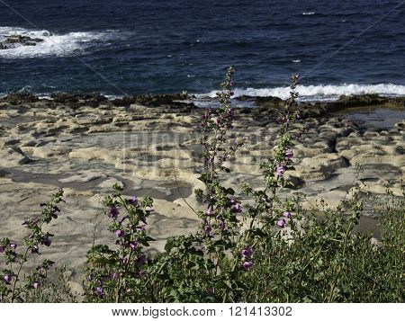 the Island of malta in the mediterranean sea