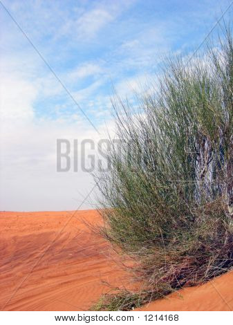 a desert plant on a sahara desert