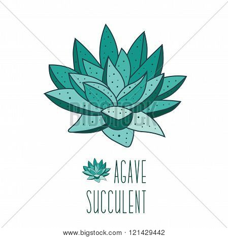 Succulent Plants