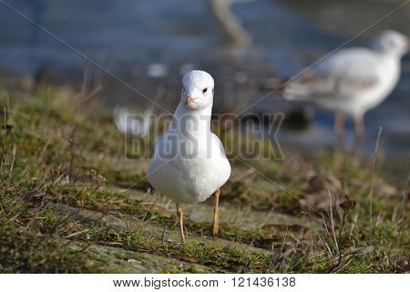 white seagull
