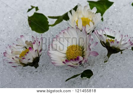 the marguerite in ice