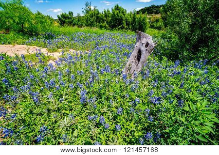 Wide Angle View Of Famous Texas Bluebonnet (lupinus Texensis) Wildflowers
